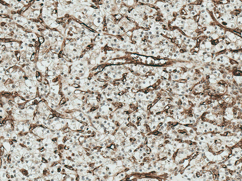  - FZD4 Antibody ASM10587